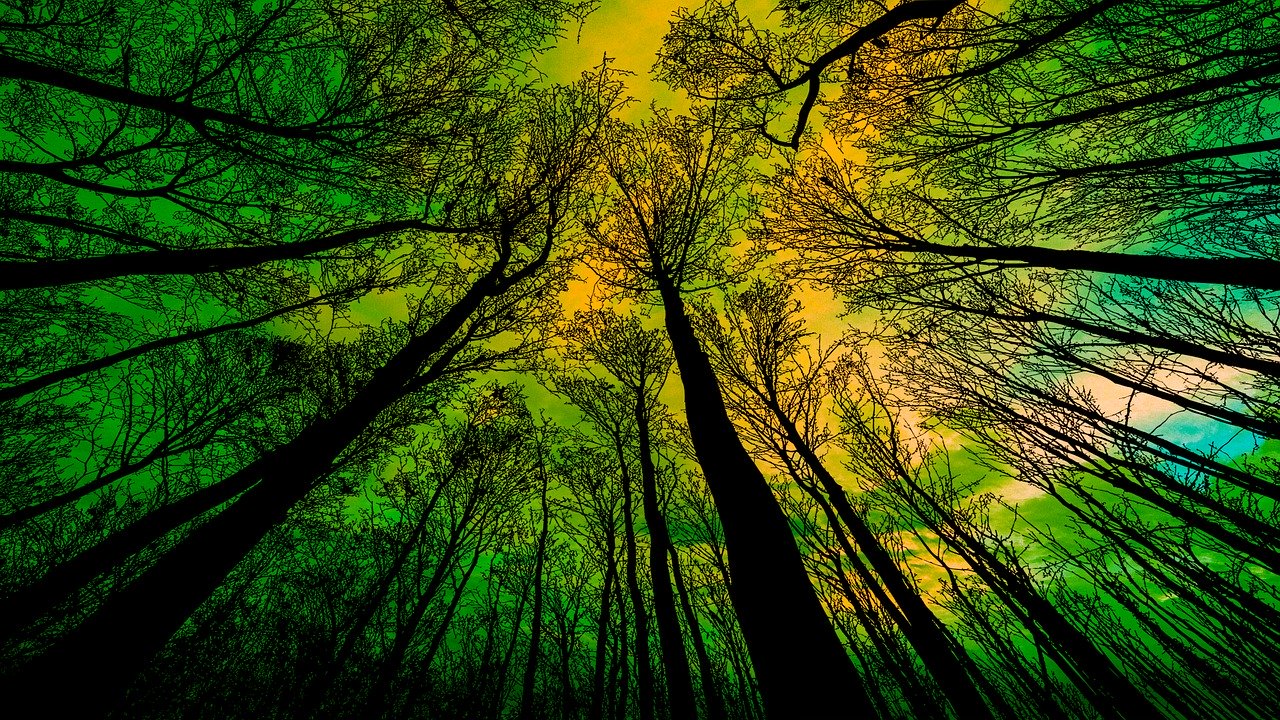 Why Forests Are Important For Our Climate SabzProperty