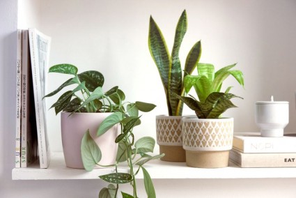 A Guide to Taking Care of Houseplants During the Winter