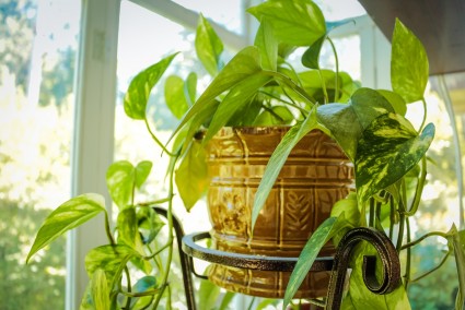 Common Reasons Why Indoor Plants Die